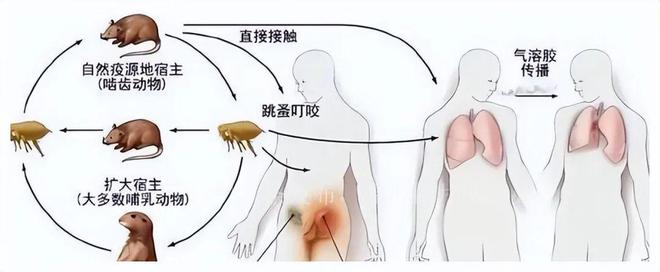 必威·(BETWAY)官方网站惊人发现！老鼠数量暴跌竟是(图2)