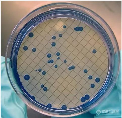 必威医疗污水处理过程中的微生物检测标准及方法解析(图3)